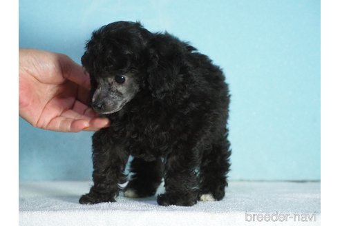 成約済の山梨県のティーカッププードル-340715の2枚目